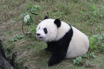 Fototapeta premium Cute Panda Cub on the Playground