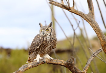 great horned owl