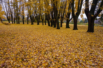 Autumn Park. Golden leaves lie like a beautiful autumn carpet near the trunks of poplars in the...