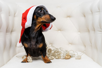 portrait of a beautiful dog of dachshund, black and tan, in a Christmas red hat and garland is in a white armchair. New Year and Christmas concept