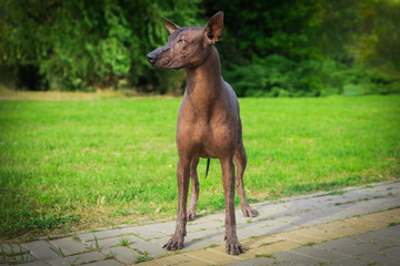Close up portrait One Mexican hairless dog (xoloitzcuintle, Xolo) in full growth ion a background...