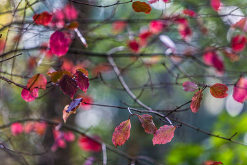 Autumn