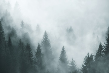 Fantazja mgłowy las w ranek mgle. Zdjęcie zostało zrobione w Słowenii, UE. - 180644045