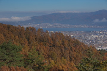 Fototapeta premium 色付いたカラマツの山林