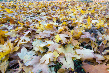 Dry yellow leaves. Autumn, October. Background. Texture.