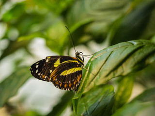 Butterfly on Leaf