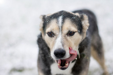 the dog lickens during a snowfall. Black mestiz in winter
