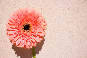 Gerber. Beautiful flower peach color. Summer decoration.