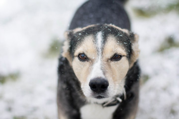 the dog meets the first snow. blizzard