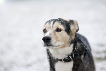 black dog under the first snow. half-breed