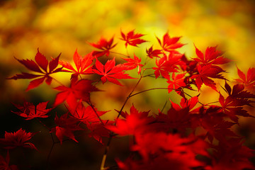 紅葉
