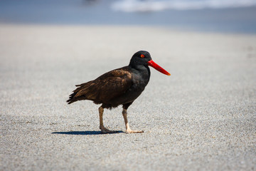 Black oystercatcher (Haematopus ater) in Paracas, Peru