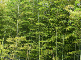 Fototapeta premium las bambusowy