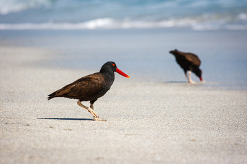 Black oystercatchers (Haematopus ater) in Paracas, Peru