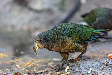Adult Kea (Nestor notabilis) close-up