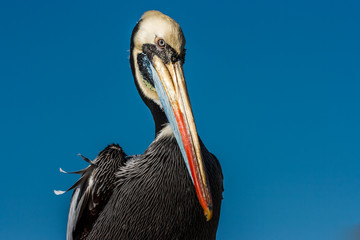 Brown peruvian pelican in Paracas, Peru