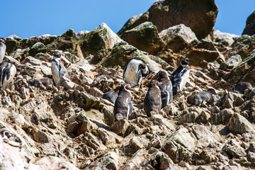 Humboldt penguins at the Islas Ballestas, Paracas Peninsula, Peru