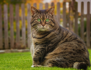 Naklejka na ściany i meble Overweight tabby cat sitting on the lawn