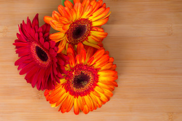 Gerber. Beautiful flowers. Summer decoration. Nature.