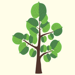Vector Illustration of lime tree with two color leaves on light yellow background. 
