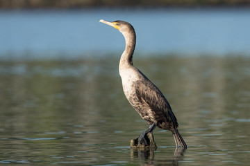 Double crested cormorant (Phalacrocorax auritus) on the Potomac River.