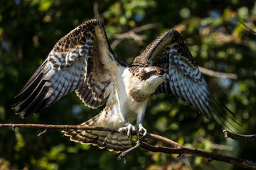 Female Osprey perched on a branch wings spread.