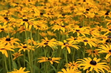 Gelber Sonnenhut Staude Rudbeckia fulgida var. sullivantii Goldsturm Pflanze