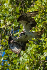 Female Osprey taking off from branch
