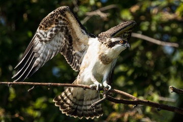 Female Osprey perched on a branch wings spread.