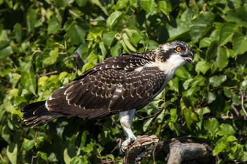 Female Osprey perched on a branch.