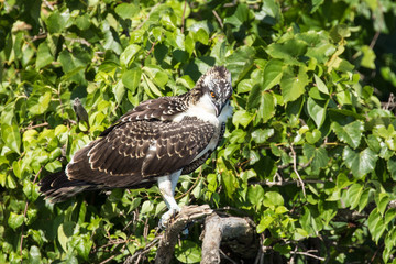 Female Osprey perched on branch.