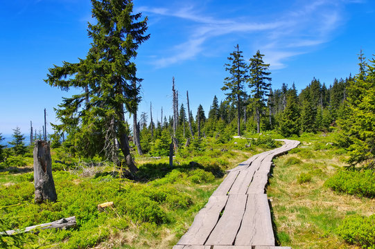 Fototapeta Hochmoor im Riesengebirge am Schüsselberg-  peatbog in Giant  Mountains
