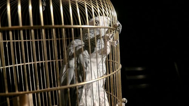 parrot in a golden cage