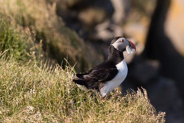 Icelandic puffin