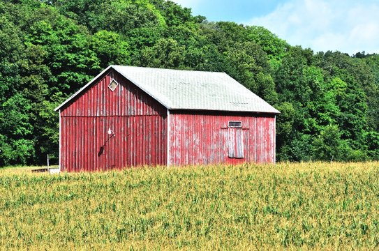 Shed in Cornfield