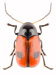 Leaf beetle Cryptocephalus bipunctatus isolated on white background, close up of beetle. Dorsal view of Cylindrical leaf beetle.