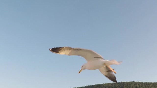 Seem&ouml;we fliegt
