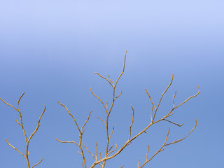 dry branch tree and blue sky background