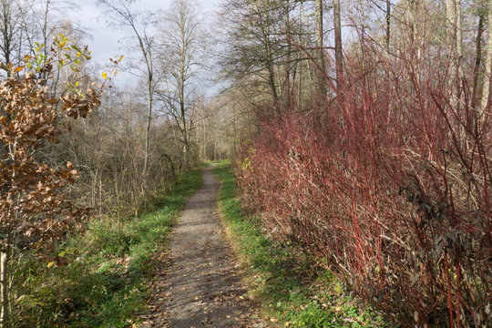 Weg durch den Herbstwald