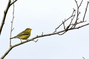 Blackpoll Warbler
