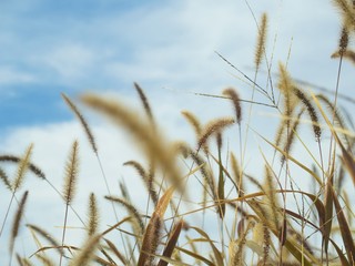 エノコログサと秋の空