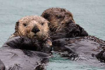 Fototapeta premium Frolicking Sea Otters