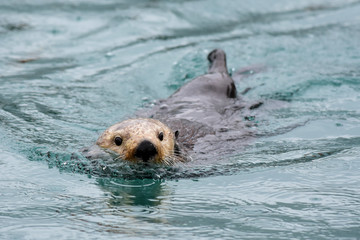 Frolicking Sea Otters