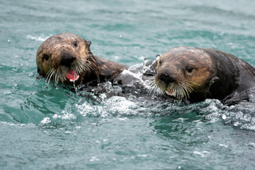 Fototapeta premium Frolicking Sea Otters