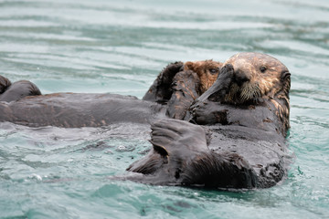 Frolicking Sea Otters