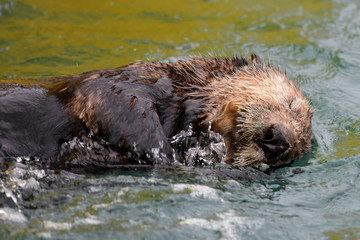 Frolicking Sea Otters