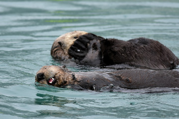 Fototapeta premium Frolicking Sea Otters