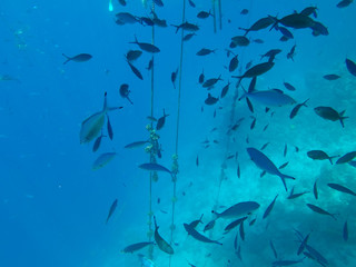 Fototapeta na wymiar Undersea world. A large number of fish on the bottom of the Red Sea in Egypt