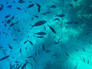 Undersea world. A large number of fish on the bottom of the Red Sea in Egypt