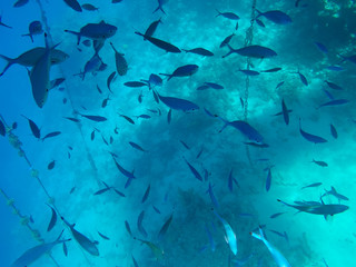 Undersea world. A large number of fish on the bottom of the Red Sea in Egypt